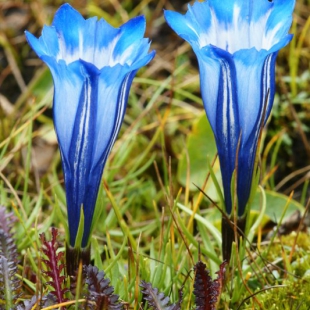 Gentiana sino-ornata